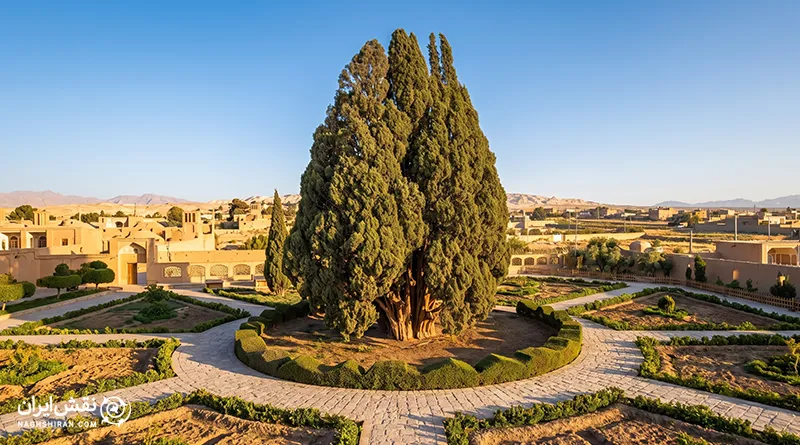 سرو ابرکوه؛ نمونه‌ای زنده از ماندگاری